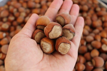 Hazelnuts in male hand
