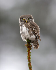 Pygmy owl on top of a tree - 752483166