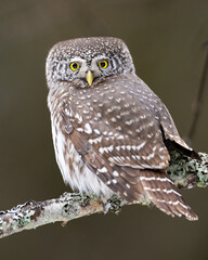 Pygmy owl on a branch in the forest - 752483173