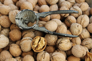 walnuts in farmer's hand. man's hand holding a walnut cracker.