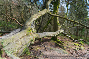 Obraz premium roots of a tree