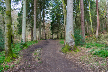 Obraz premium path in the woods