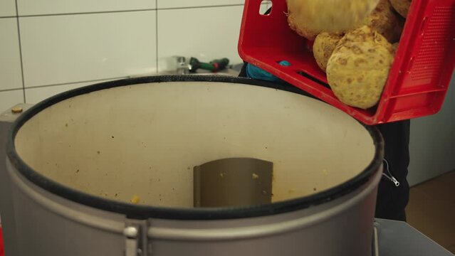 Unrecognisable kitchen employees throwing dirty celeriac tubers into a specialistic cleaning machine for vegetables. High quality 4k footage