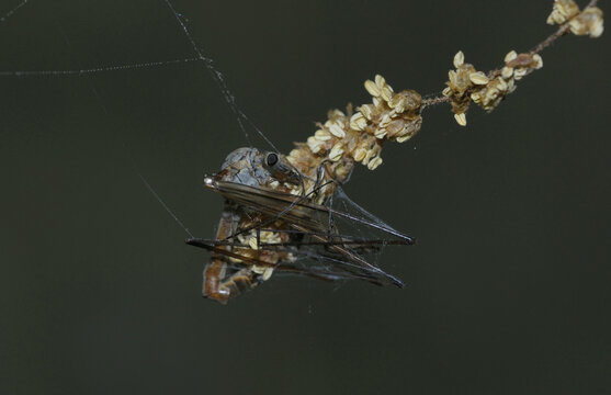 Crane fly Tipulidae caught in the spider trap, entangled in web