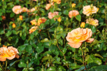 Red roses blooming in a garden