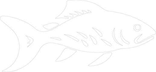 Dinichthys outline