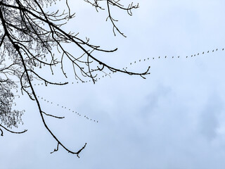 The sky with a key of birds returning from warm countries