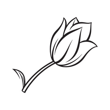 illustration of tulips. coloring page design on white background