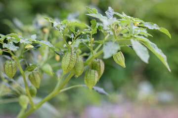 Plants and fruit Physalis