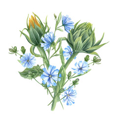 Meadow sunflower buds and blue chicory. Bouquet of wildflowers. Delicate lush intybus branches. Watercolor illustration of summer composition. For wedding, birthday invitation, package, postcards. - obrazy, fototapety, plakaty
