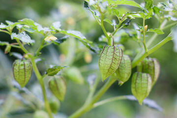Plants and fruit Physalis