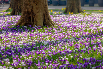 Selective focus of multi color white and purple Crocus on green grass meadow in urban park lawn in...