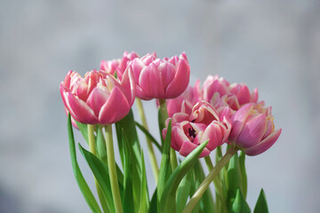 closeup of beautiful pink double-flowered tulip flowers isolated on clear background