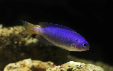 Neon or Blue and Gold Damselfish (Pomacentrus coelestis)	

