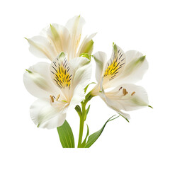 Fototapeta na wymiar White Alstroemeria flower Easter or Womans day greet on white or transparent background