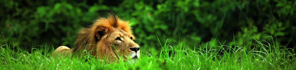 Leão na grama verde - Panorâmico - obrazy, fototapety, plakaty
