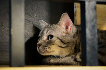 cat looking out window