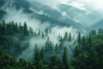 The majestic green forest is shrouded in atmospheric mist, with sunlight piercing through the dense canopy