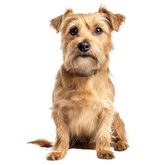 Toto dog on white or transparent background