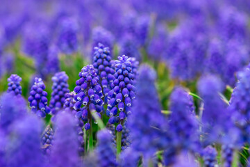 Muscari. Blue spring flowers. Spring postcard