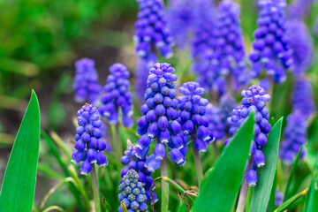 Fototapeta premium A glade of spring blue flowers. Muscari blossoms in spring