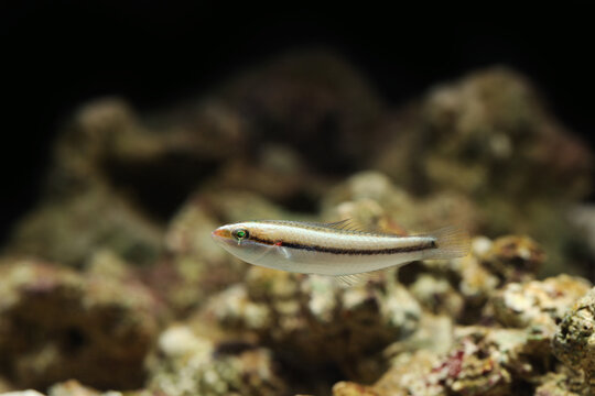 Juvenile rainbow wrasse (Stethojulis sp.) from Indian Ocean 