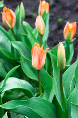 Orange tulips in the park. Fresh tulip buds in spring