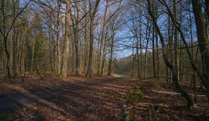 Herbstwetter im März, Waldstimmung, Waldweg bei Sonne