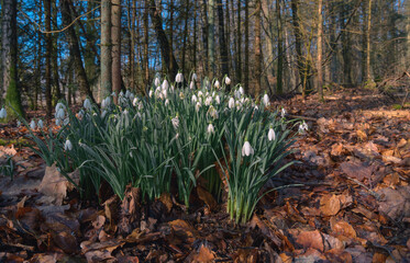 Herbstwetter im März, Waldstimmung,