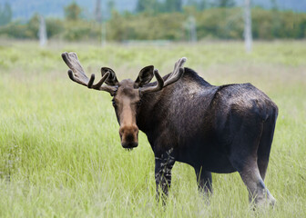 Moose