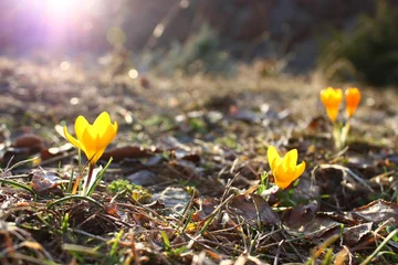 Fotobehang Krokus Crocus flavus, known as yellow crocus, Dutch yellow crocus is a species of flowering plant in the genus Crocus of the family Iridaceae. It grows wild on the slopes of Turkey.  © Abdulkadir