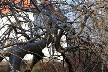 Twisted tree and branches without leaves