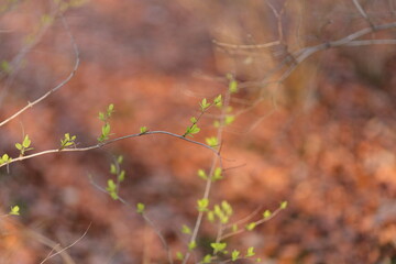Small green leaves on a brown background