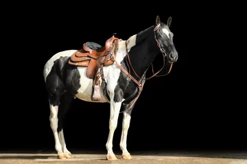 Foto op Aluminium Blackphoto of pinto horse with brown western tack, cowboy style © Luckyshots