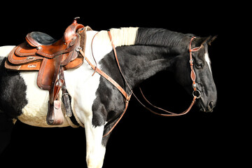 Side profile of western horse with saddle and bridle 