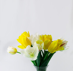 Bouquet of yellow and white tulips on white. Space for text. Spring postcard