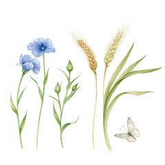 Set of watercolor field plants: wheat with ears and flax with blue flowers and bud. And also, a white butterfly. All elements are hand-drawn in watercolor and isolated on a white background
