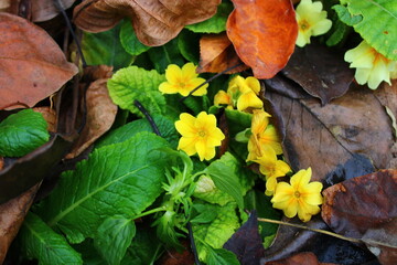 Primula vulgaris, the common primrose, is a species of flowering plant in the family Primulaceae,
