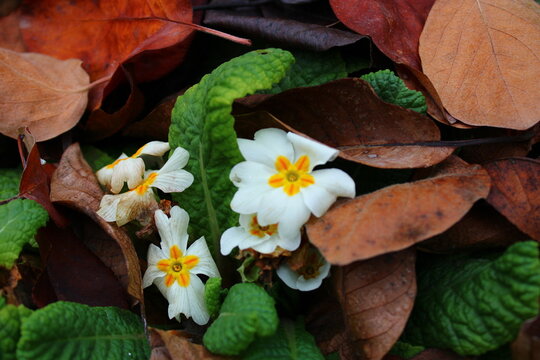 Primula vulgaris, the common primrose, is a species of flowering plant in the family Primulaceae,