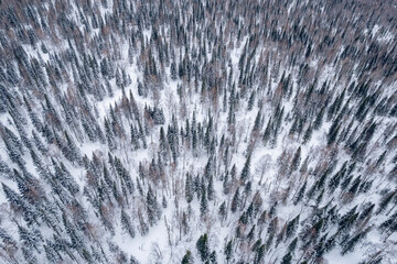 Aerial top view winter forest with fresh snow and white trees in rural Sheregesh, Drone photo