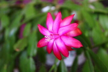 Schlumbergera truncata, the false Christmas cactus, is a species of plant in the family Cactaceae.