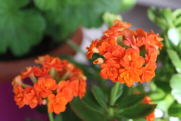 Kalanchoe blossfeldiana is a commonly cultivated evergreen house plant of the genus Kalanchoe native to Madagascar. 