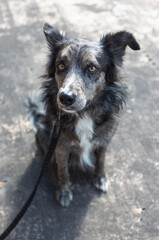 Portrait of a beautiful border collie on a walking leash