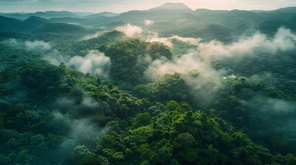 A breathtaking aerial view of a lush forest