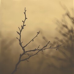 Fototapeta na wymiar a tree branch with no leaves in front of a foggy, light - colored, and foggy sky.
