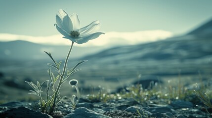  a single white flower sitting in the middle of a rocky field with a mountain in the backgroup.