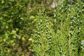 Green branches of thuja or cypress with blue, turquoise cones, close-up. Platycladus orientalis,...
