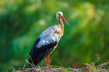 Portrait of a Stork bird, Ciconia ciconia