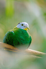 Black-naped fruit dove, Ptilinopus melanospilus, also known as black-headed fruit dove
