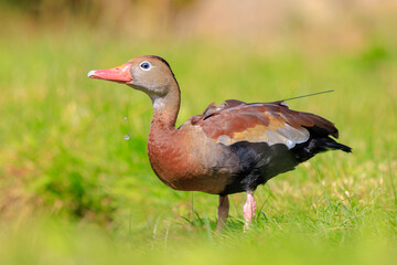 Black-bellied whistling duck, Dendrocygna autumnalis, foraging